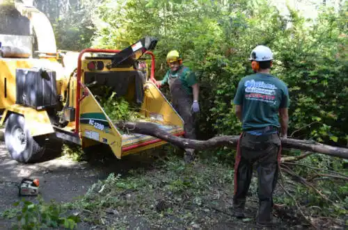 tree services Parkin